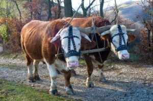 A yoke is an implement that is used to harness animals together to pull a load or a plow.