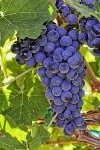 Israel was to be a witness to the pagan nations that surrounded her and she was supposed to produce fruit, or evidence, that faithfulness and obedience to God would produce good fruit and would be a blessing to all that are attached to this Vine.