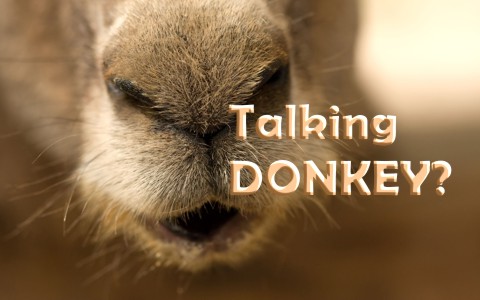 What Is The Story Of The Talking Donkey In The Bible