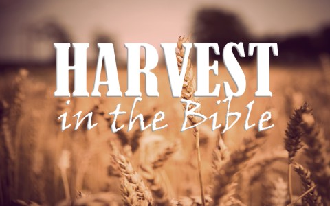 What Does the Bible Say About Harvest