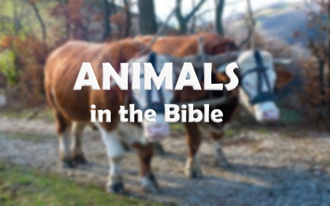 The Many Animals Listed in the Bible
